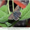 lycaena tityrus ex ovo male1